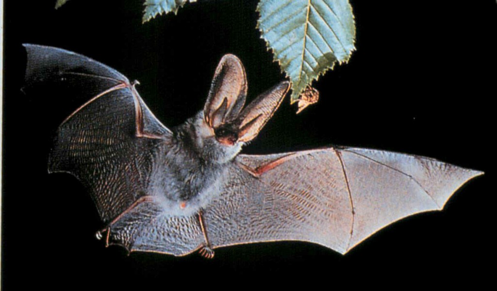 La Chauve Souris Rehabilitee L Echo Du Languedoc