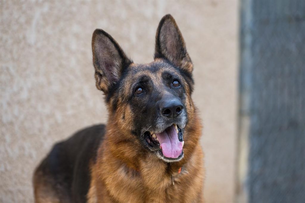 Billy, le "rugbydog"