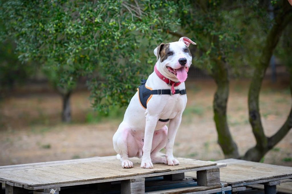 Aide à l'adoption : Paco