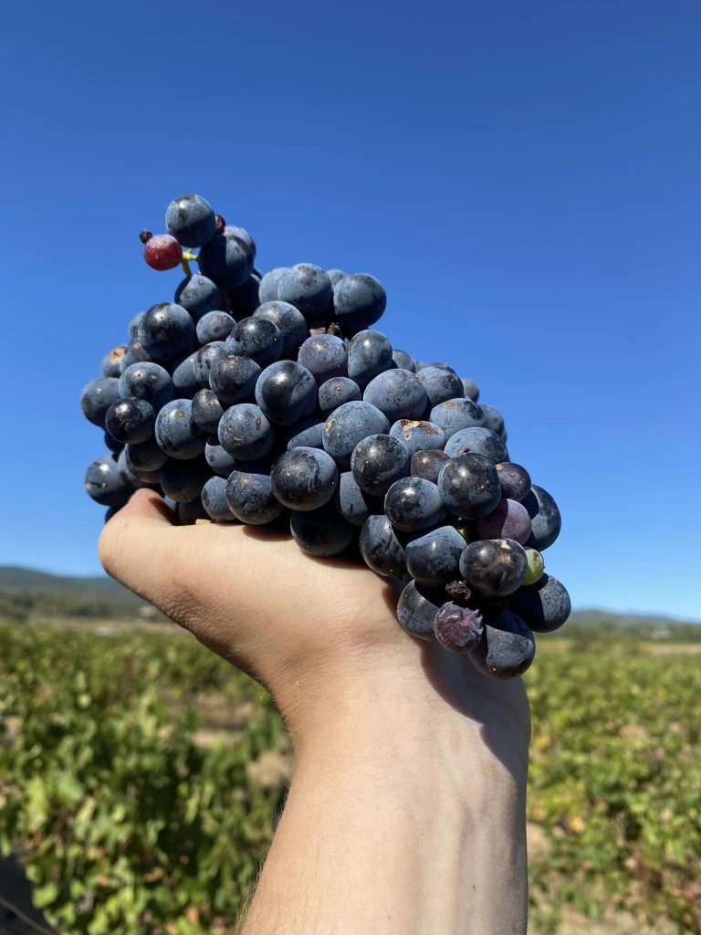 Château Borie Neuve Minervois raisin