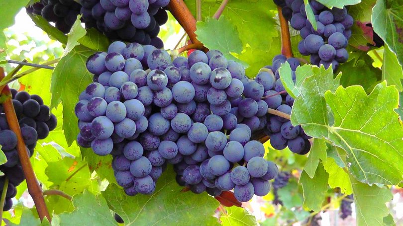 Les vins du Languedoc ont connu
