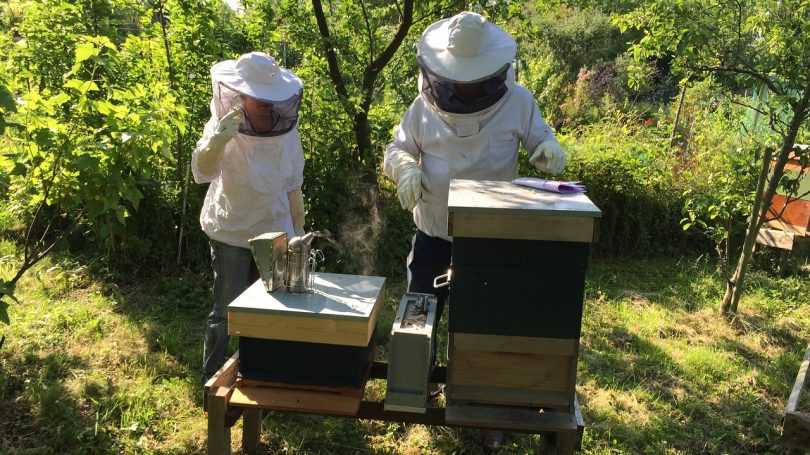 La sécheresse menace les apiculteurs de l’Aude